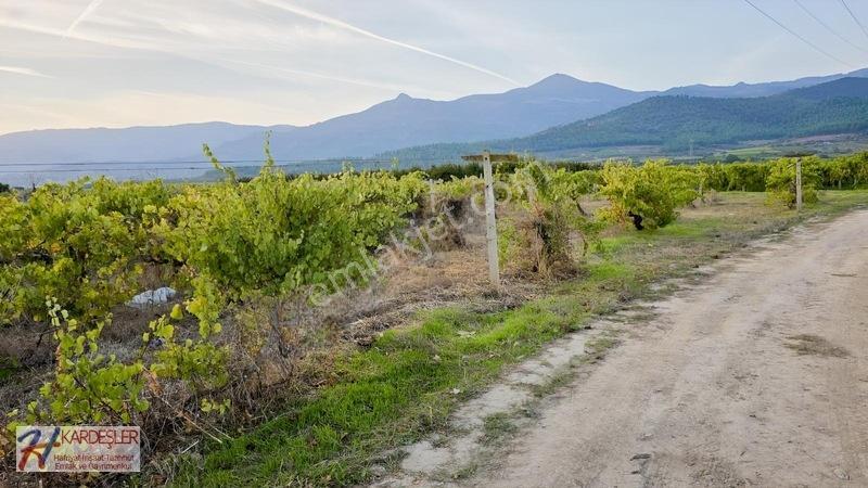 Sakarya P.ova Şeyhvarmaz Mah. Yola Sıfır İmara Yakın Üzüm Bağı — fotoğraf 23