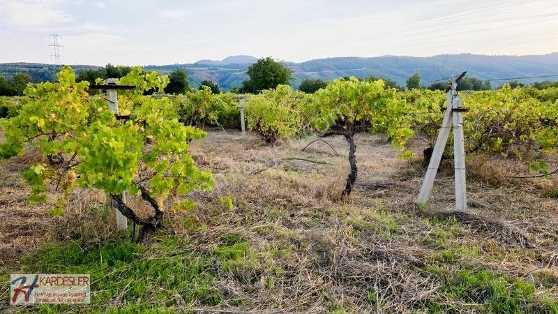 Sakarya P.ova Şeyhvarmaz Mah. Yola Sıfır İmara Yakın Üzüm Bağı — fotoğraf 26