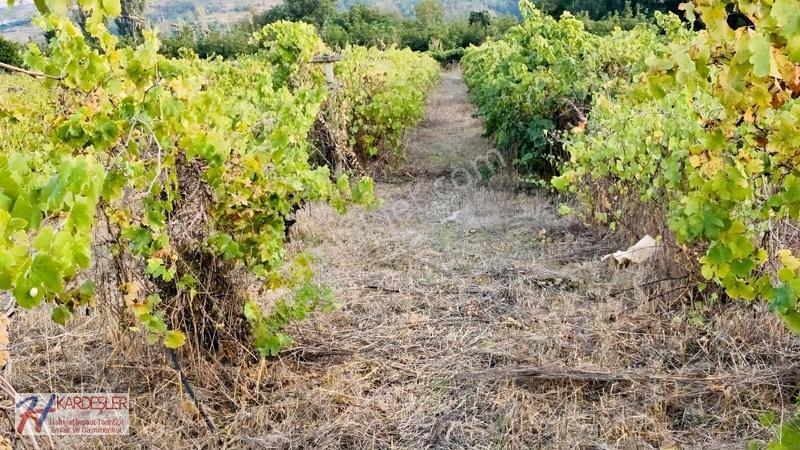 Sakarya P.ova Şeyhvarmaz Mah. Yola Sıfır İmara Yakın Üzüm Bağı — fotoğraf 28