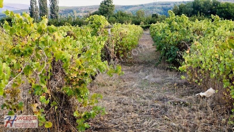 Sakarya P.ova Şeyhvarmaz Mah. Yola Sıfır İmara Yakın Üzüm Bağı — fotoğraf 29