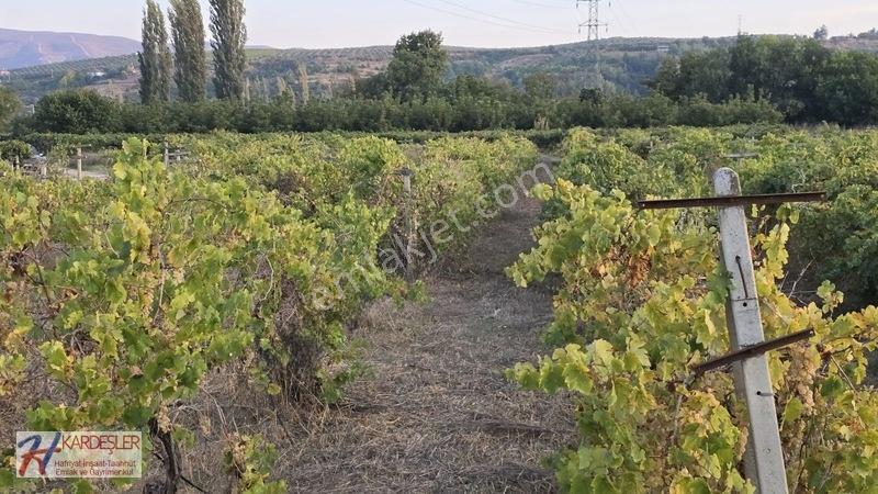 Sakarya P.ova Şeyhvarmaz Mah. Yola Sıfır İmara Yakın Üzüm Bağı — fotoğraf 30