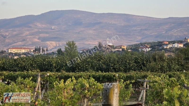 Sakarya P.ova Şeyhvarmaz Mah. Yola Sıfır İmara Yakın Üzüm Bağı — fotoğraf 31