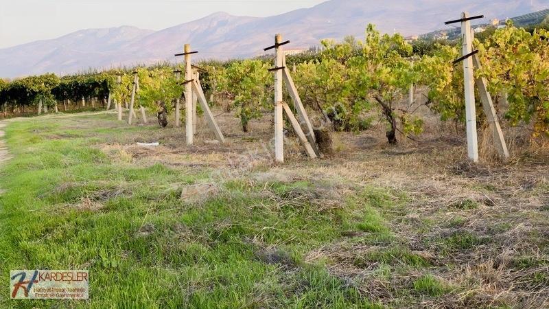Sakarya P.ova Şeyhvarmaz Mah. Yola Sıfır İmara Yakın Üzüm Bağı — fotoğraf 32