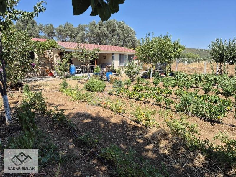 Urla Nohutalanda 1191 M2 Alan İçerisinde 3+1 100 M2 Taş Ev — fotoğraf 9