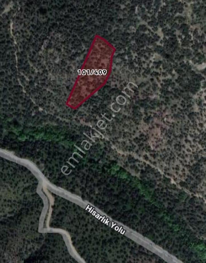 İzmir-bayındır-dereköy De Üretim Yolu Olan 4238 M2 Zeytinlik — fotoğraf 6