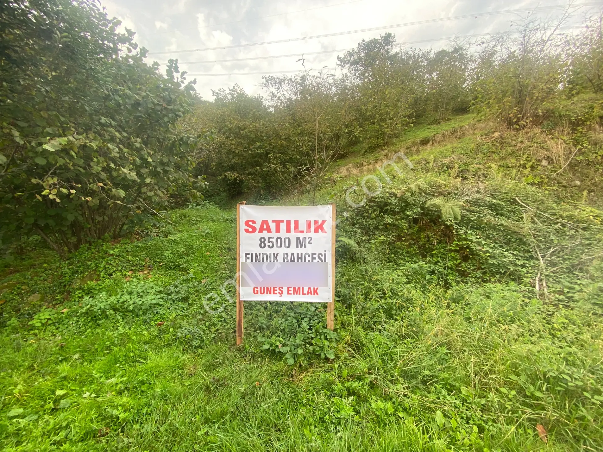 Deniz Manzaralı Müstakil Fındık Bahçesi — fotoğraf 2
