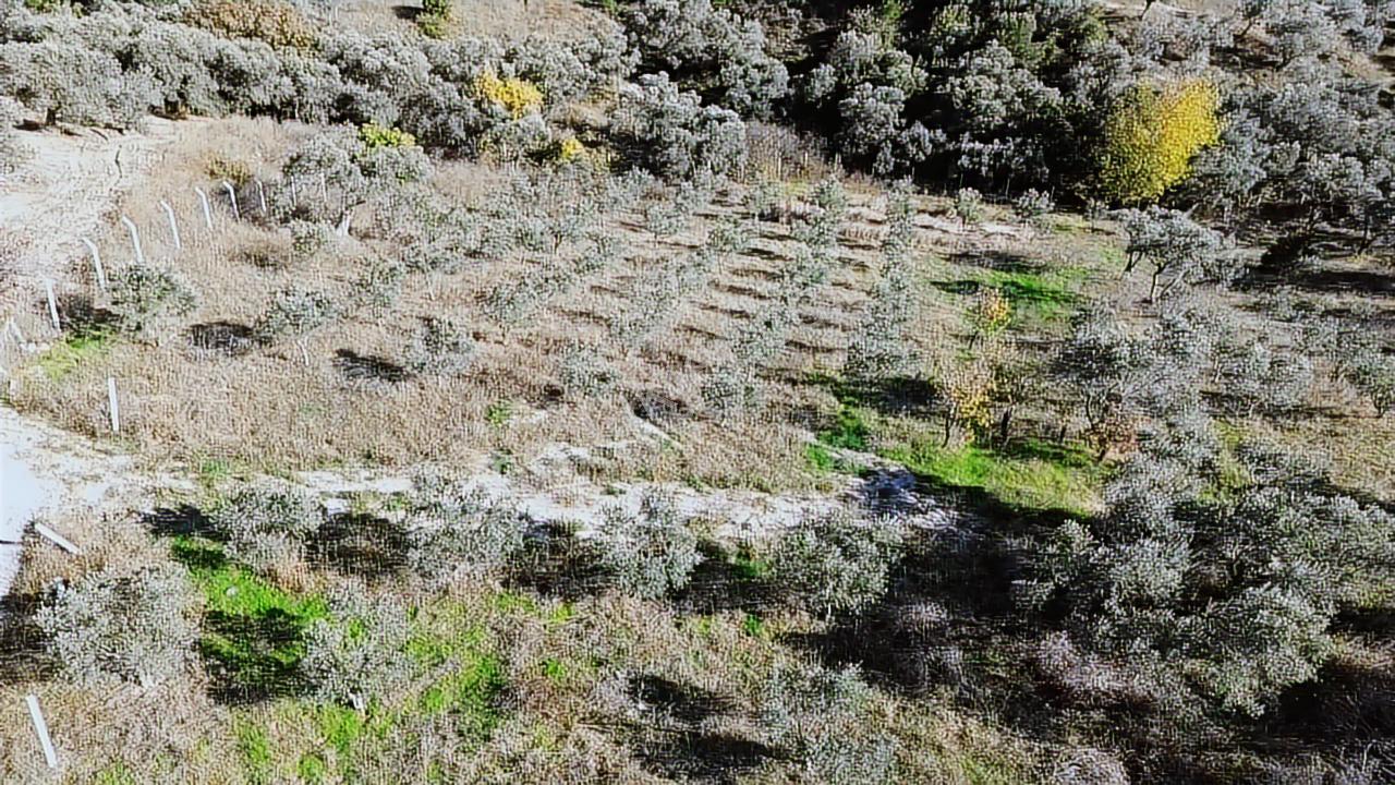 Kadastral Yola Cephe Müstakil Zeytinlik! — fotoğraf 2