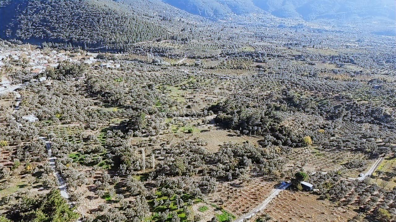 Kadastral Yola Cephe Müstakil Zeytinlik! — fotoğraf 4
