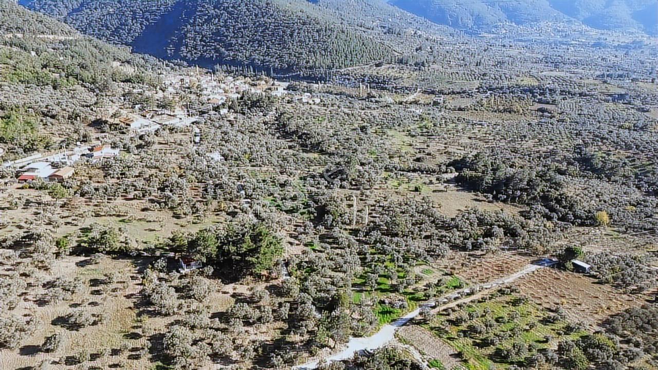 Kadastral Yola Cephe Müstakil Zeytinlik! — fotoğraf 7
