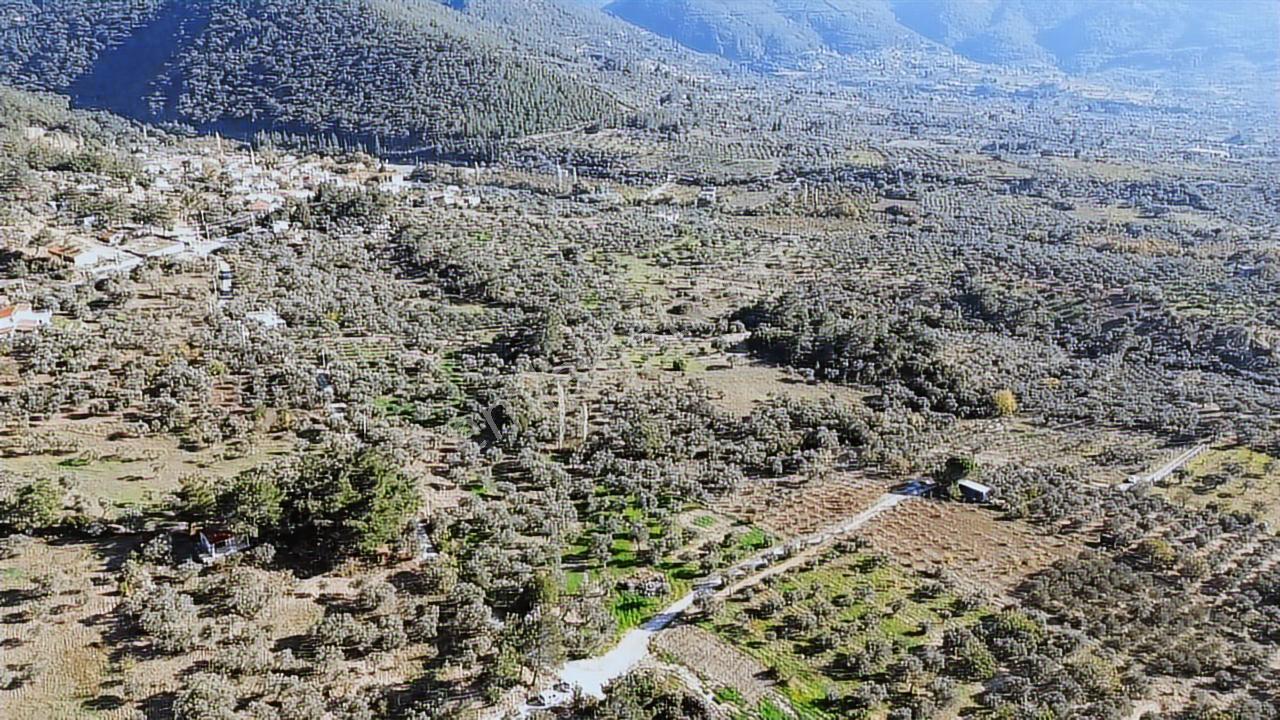 Kadastral Yola Cephe Müstakil Zeytinlik! — fotoğraf 8