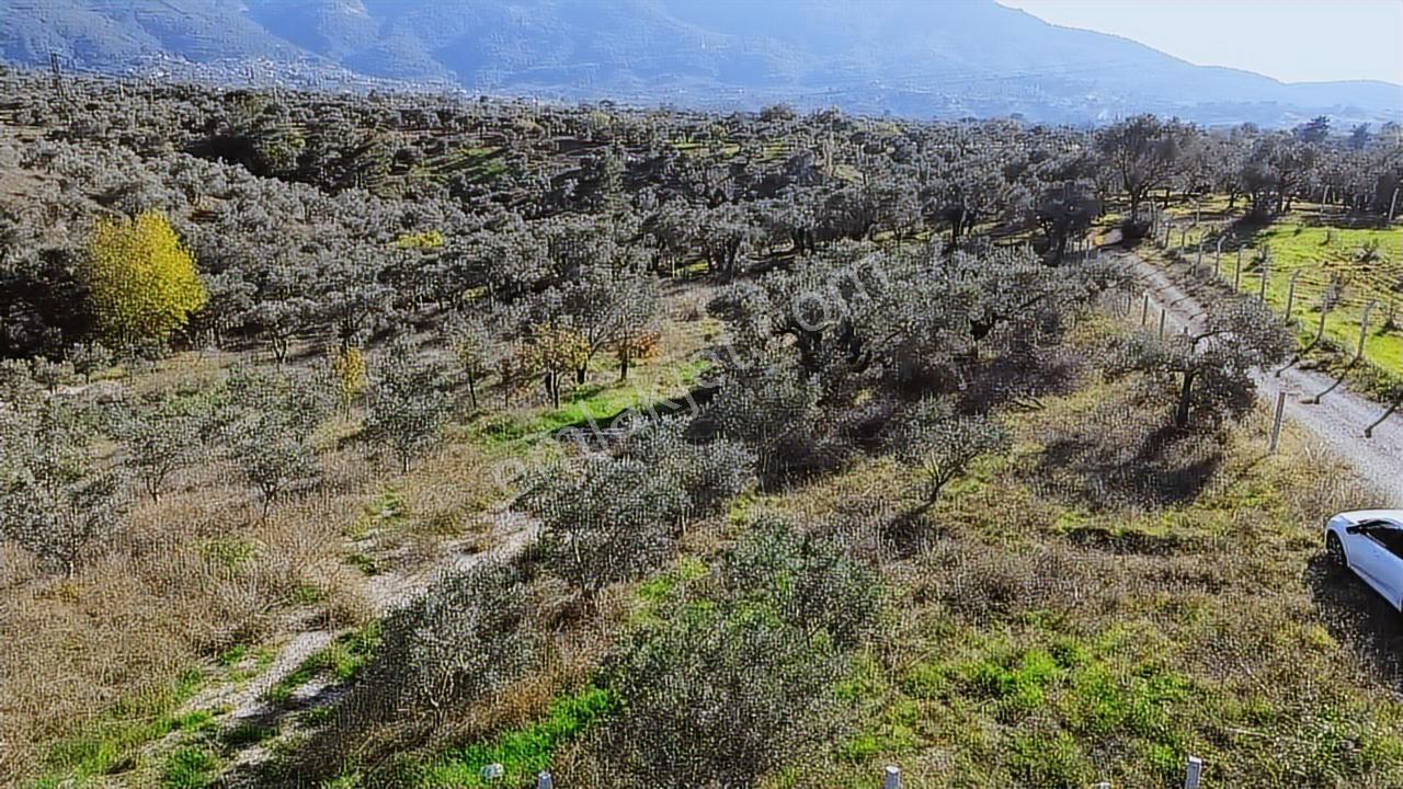 Kadastral Yola Cephe Müstakil Zeytinlik! — fotoğraf 9