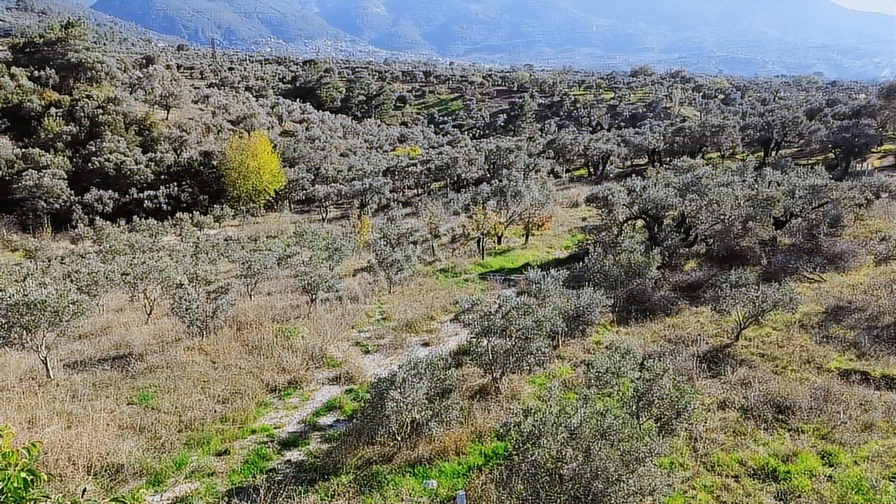 Kadastral Yola Cephe Müstakil Zeytinlik! — fotoğraf 10