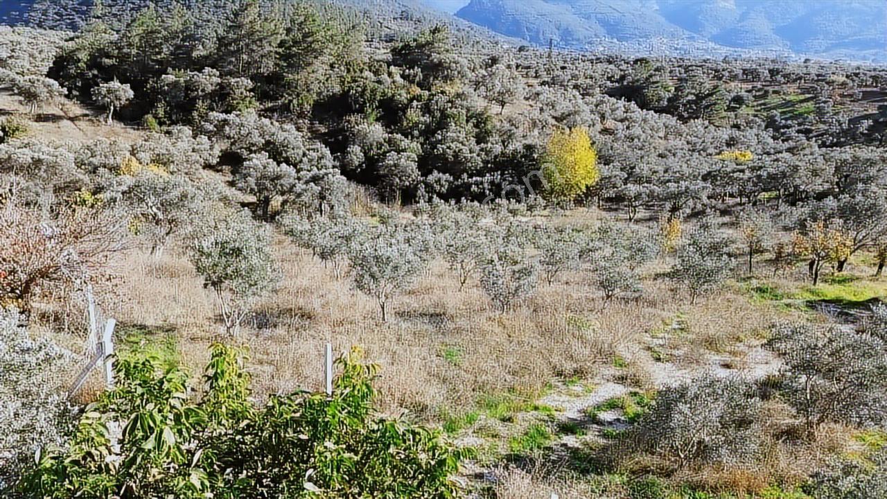 Kadastral Yola Cephe Müstakil Zeytinlik! — fotoğraf 11
