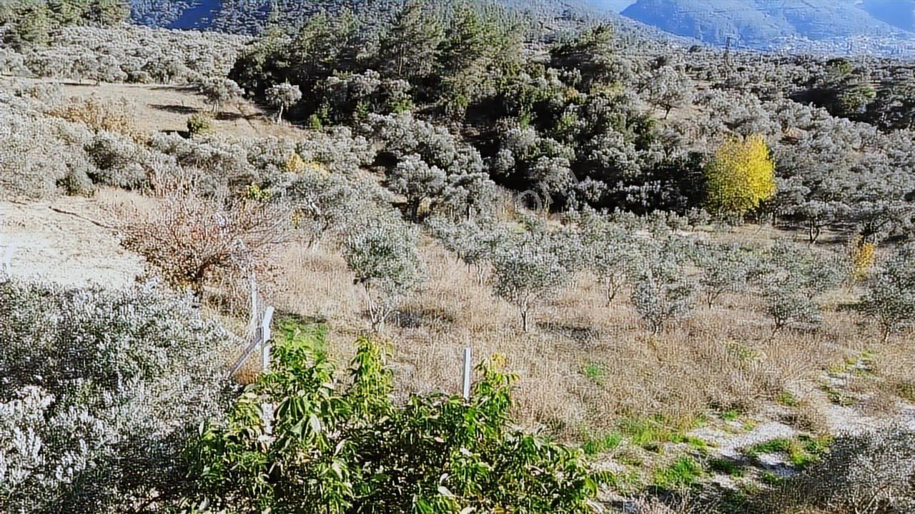 Kadastral Yola Cephe Müstakil Zeytinlik! — fotoğraf 12