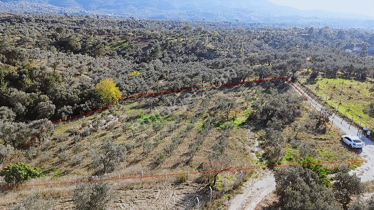 Kadastral Yola Cephe Müstakil Zeytinlik! — fotoğraf 13