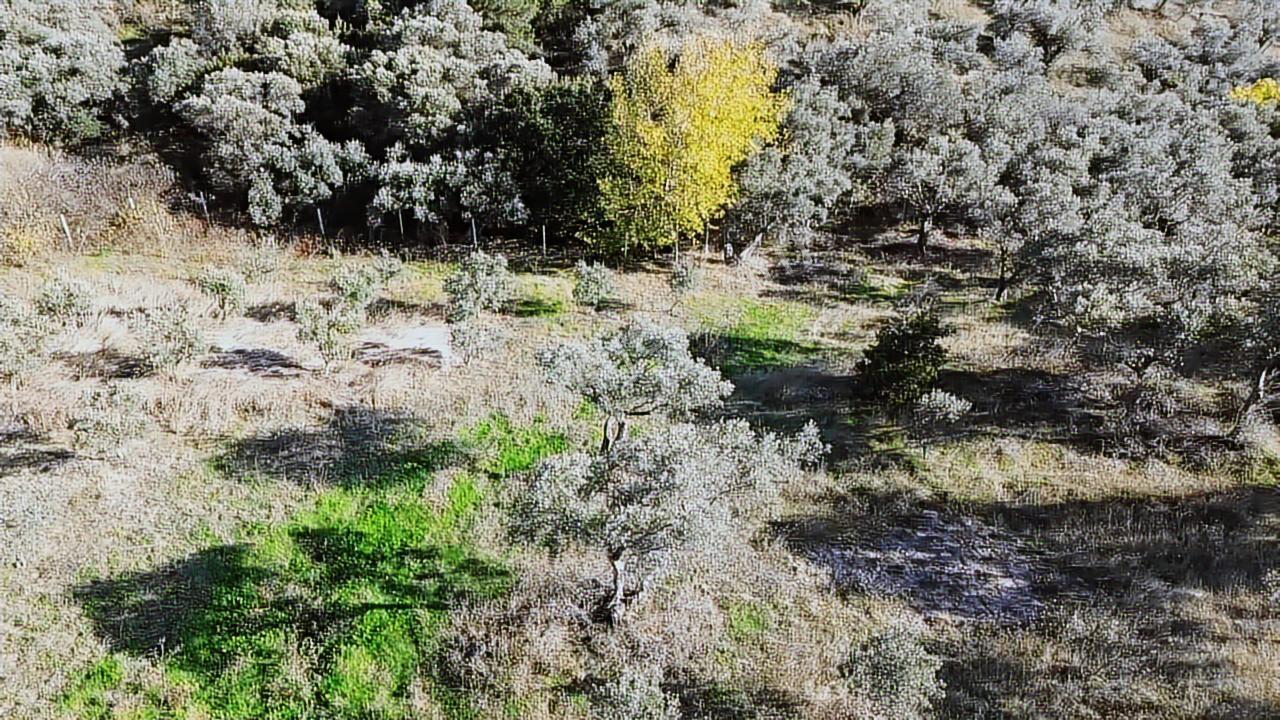 Kadastral Yola Cephe Müstakil Zeytinlik! — fotoğraf 14