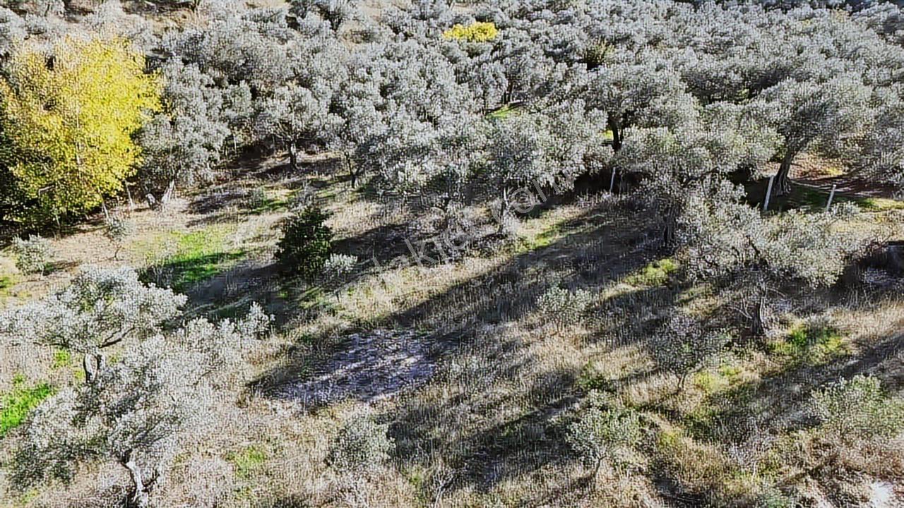 Kadastral Yola Cephe Müstakil Zeytinlik! — fotoğraf 15