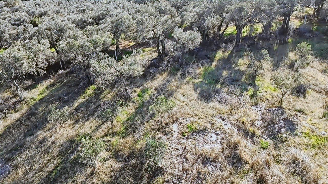 Kadastral Yola Cephe Müstakil Zeytinlik! — fotoğraf 16