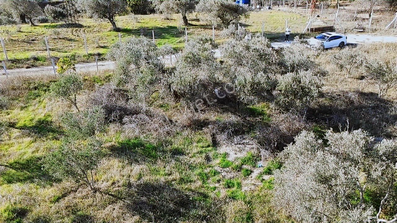 Kadastral Yola Cephe Müstakil Zeytinlik! — fotoğraf 18
