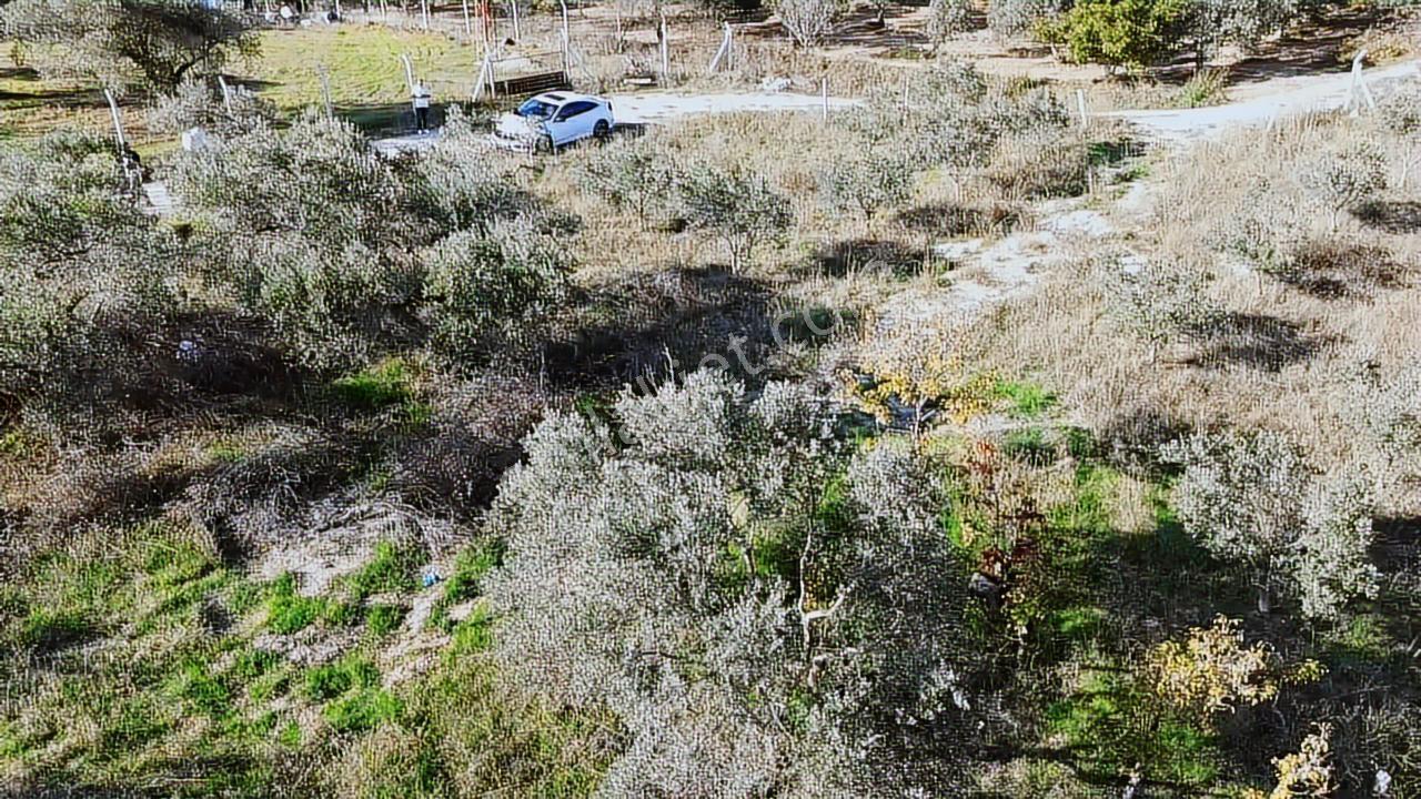 Kadastral Yola Cephe Müstakil Zeytinlik! — fotoğraf 19