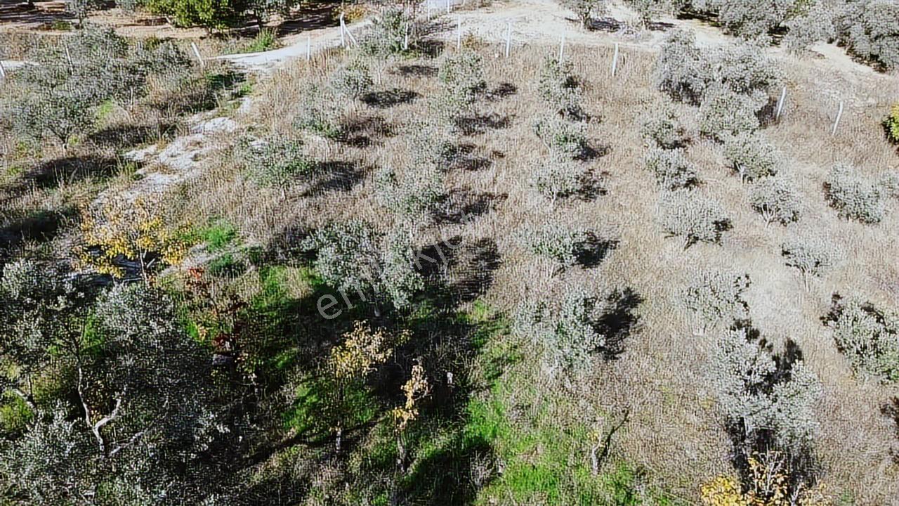Kadastral Yola Cephe Müstakil Zeytinlik! — fotoğraf 20