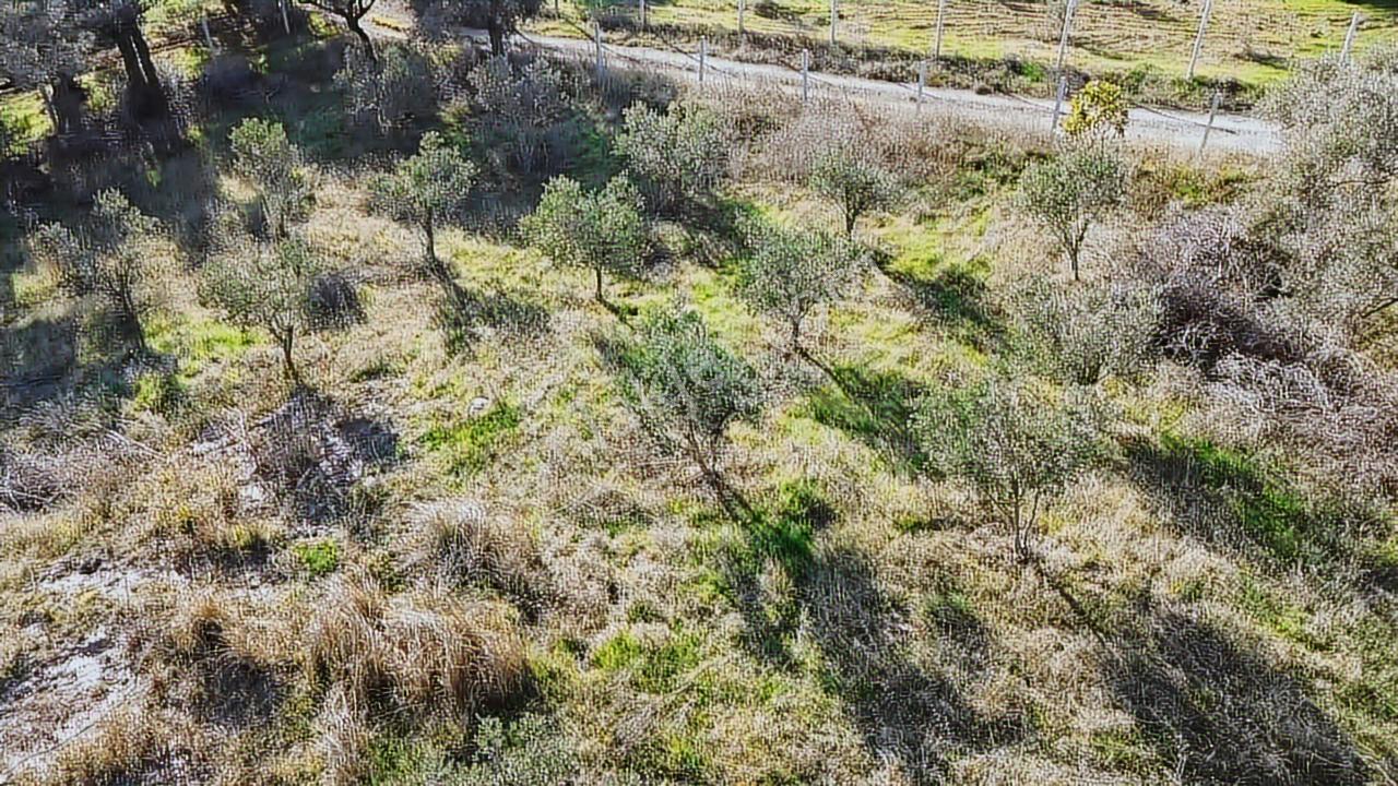 Kadastral Yola Cephe Müstakil Zeytinlik! — fotoğraf 21