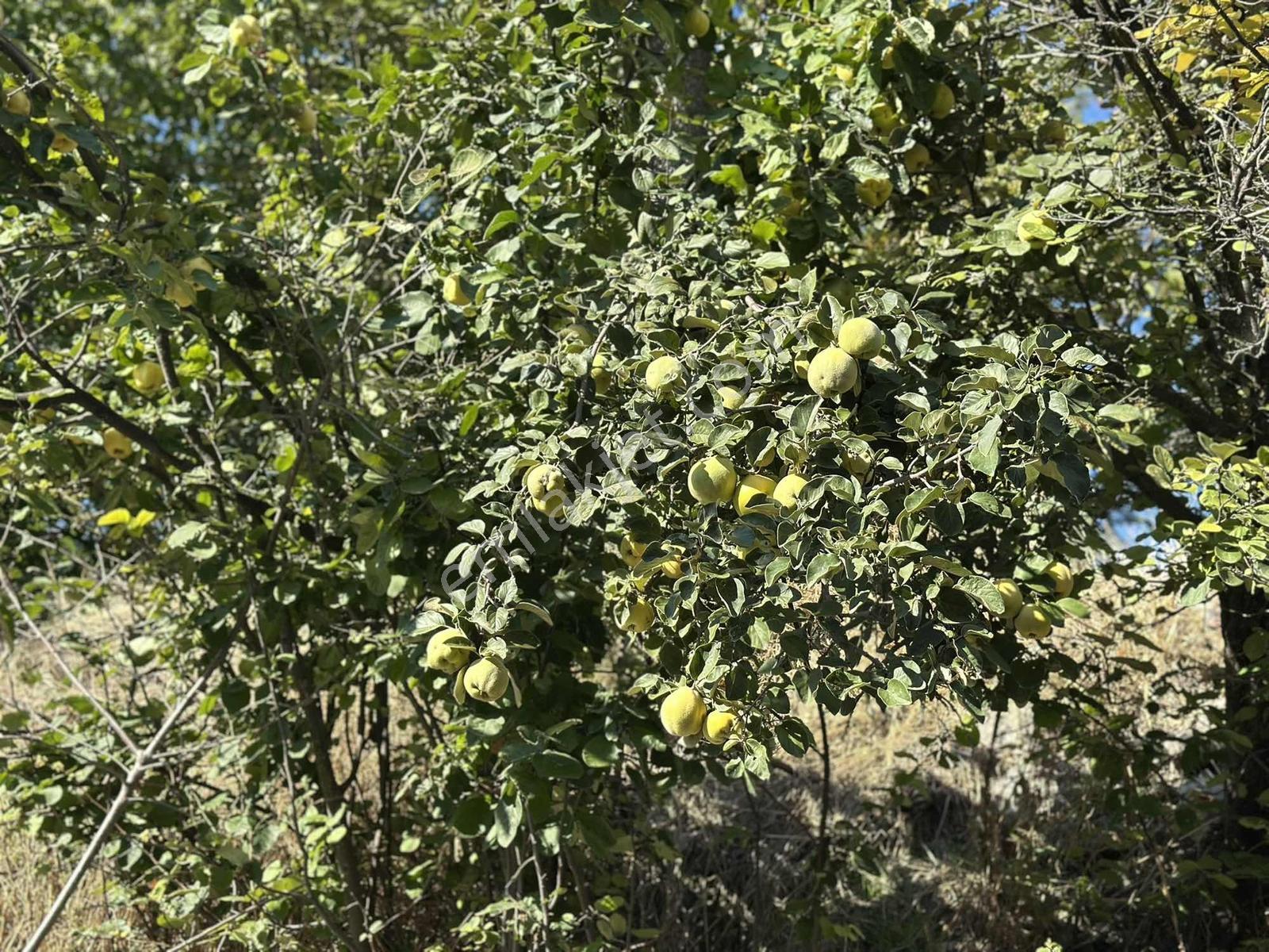 Ayaş Merkezde 1.462 M2 Tek Tapu Ahşap Evli Bağ — fotoğraf 19
