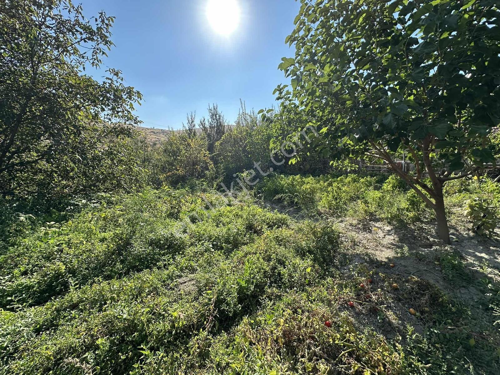 Ayaş Merkezde 1.462 M2 Tek Tapu Ahşap Evli Bağ — fotoğraf 22