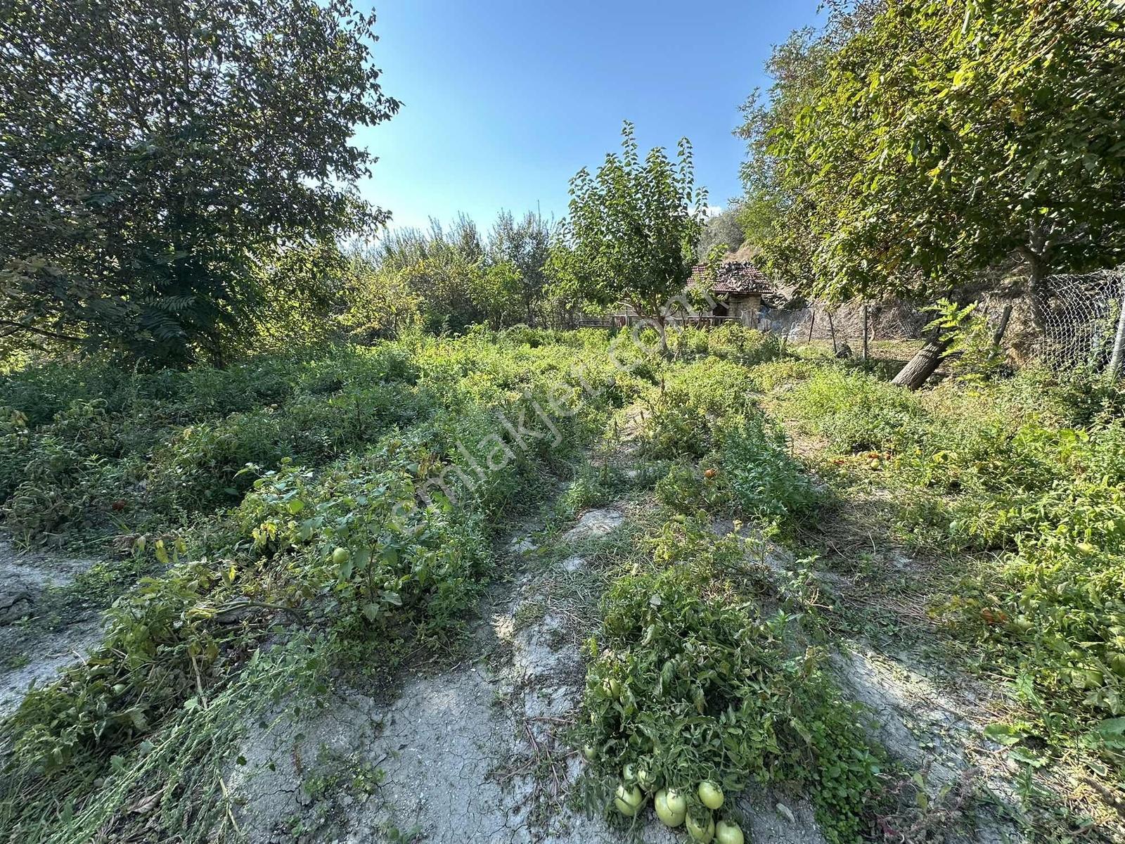 Ayaş Merkezde 1.462 M2 Tek Tapu Ahşap Evli Bağ — fotoğraf 24