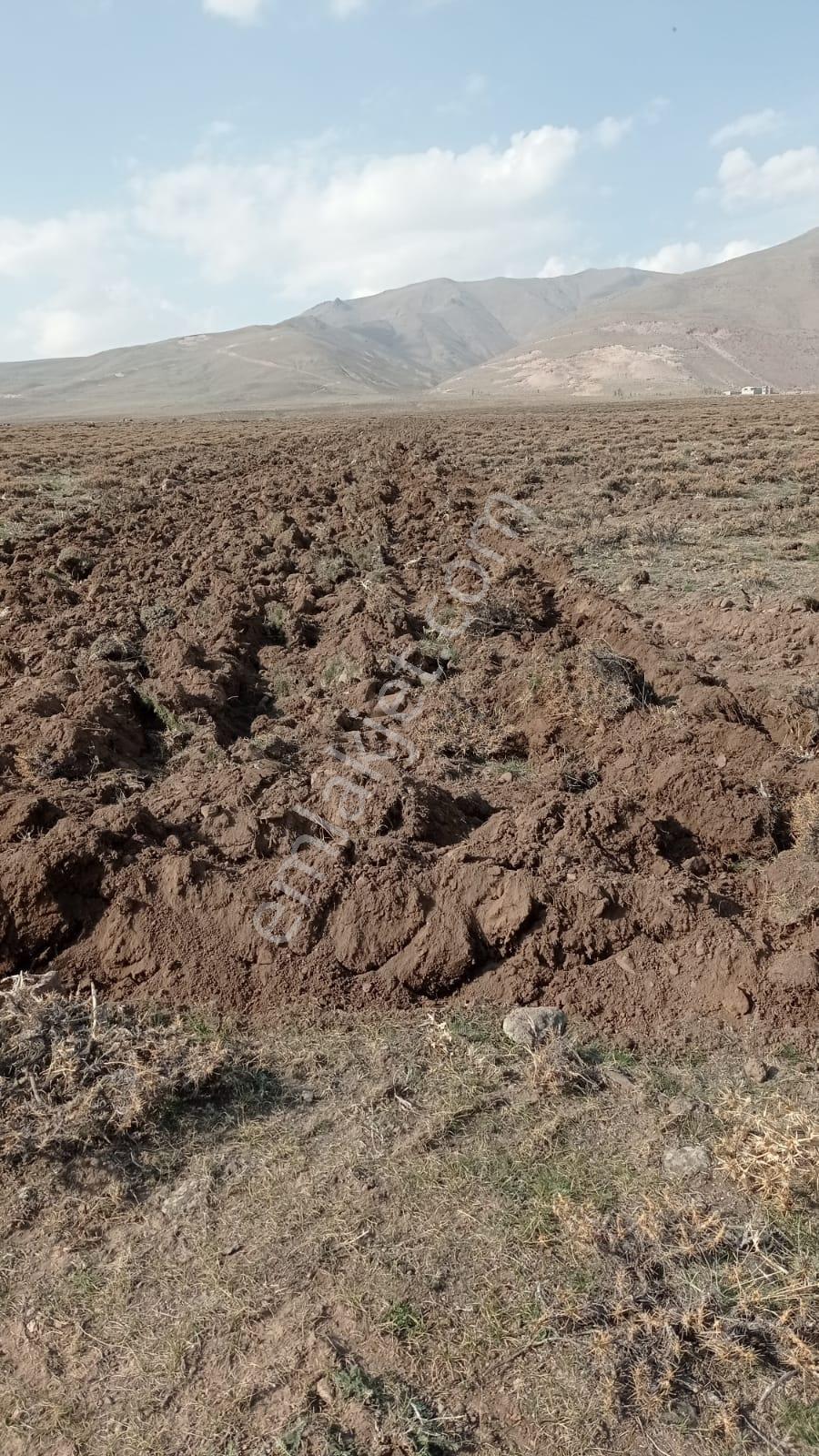 Lüx Erzurum'dan Yakutiye'de Satılık 10 Dönüm Eğimsiz Tarla — fotoğraf 5