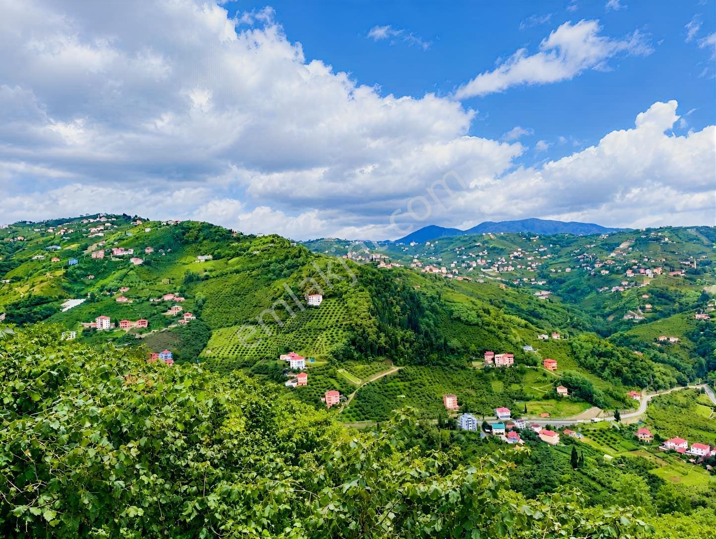 Trabzon Yeşilova Satılık Fındık Bahçesi