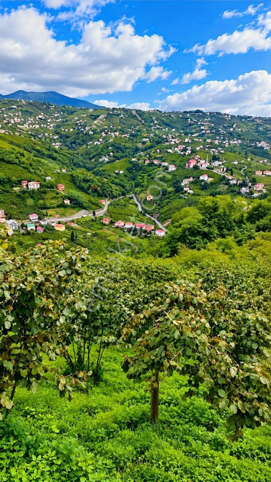 Trabzon Yeşilova Satılık Fındık Bahçesi — fotoğraf 3