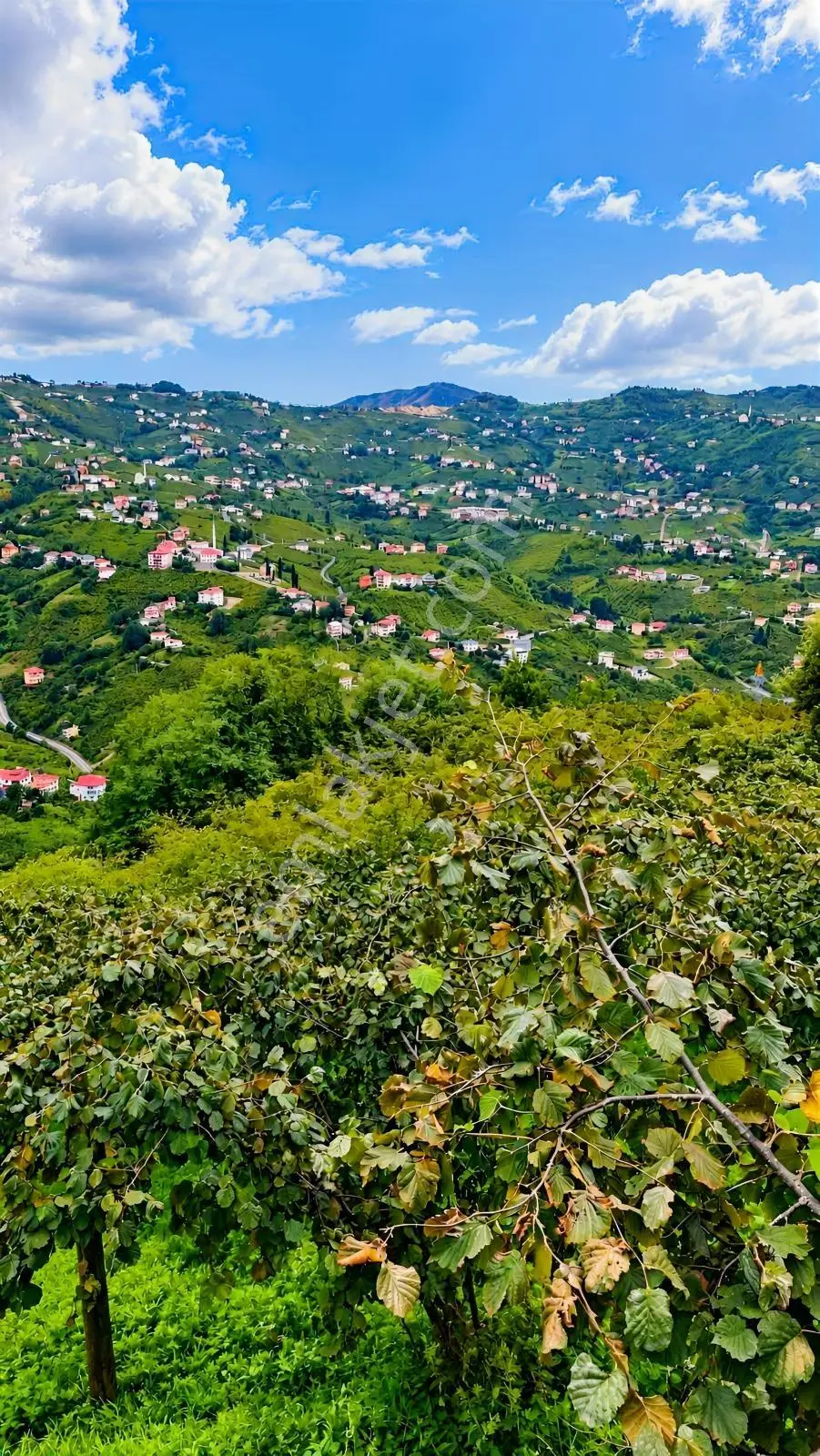 Trabzon Yeşilova Satılık Fındık Bahçesi — fotoğraf 4