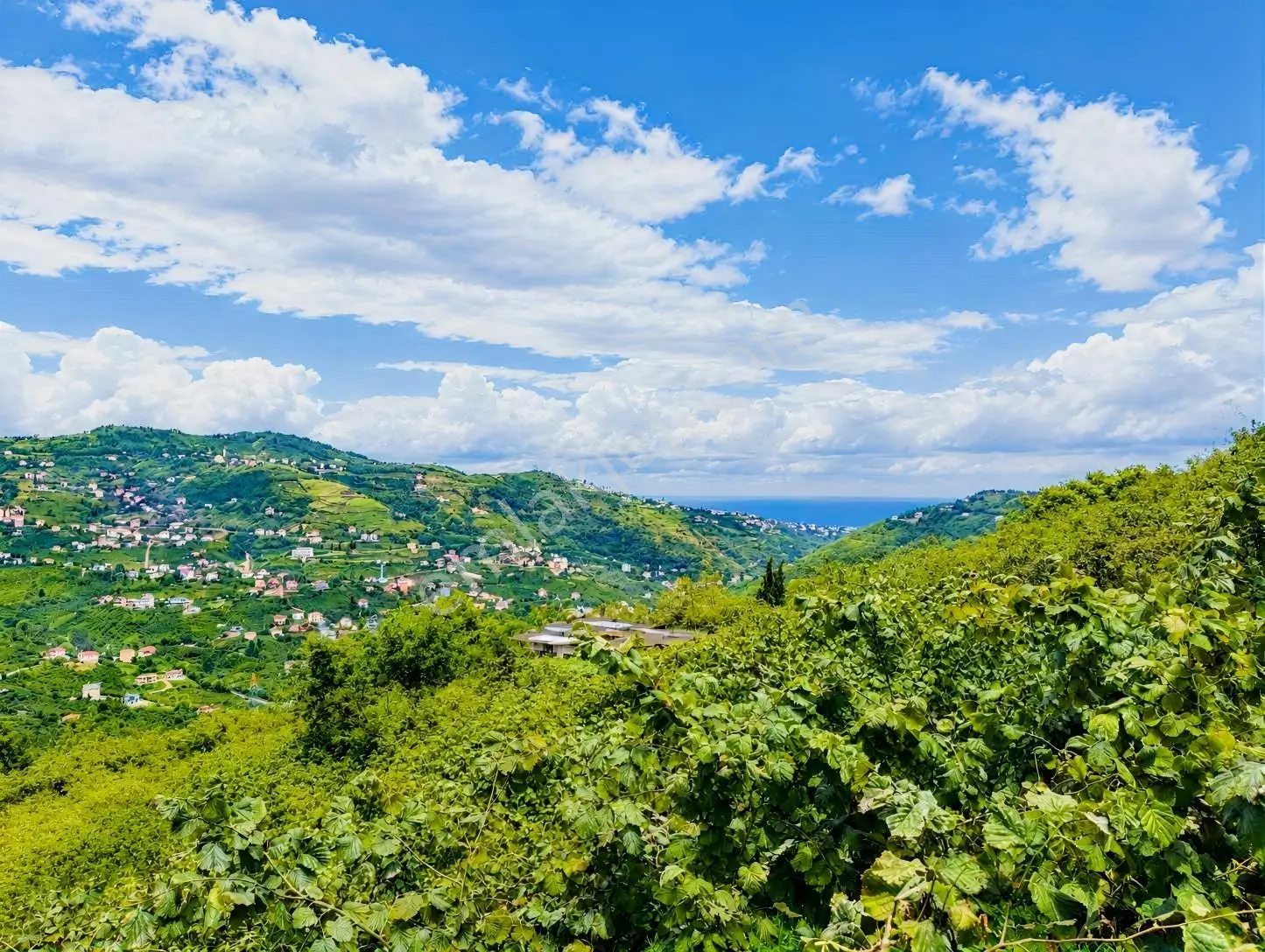 Trabzon Yeşilova Satılık Fındık Bahçesi — fotoğraf 5