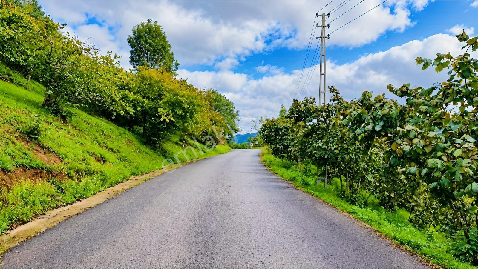 Trabzon Yeşilova Satılık Fındık Bahçesi — fotoğraf 8