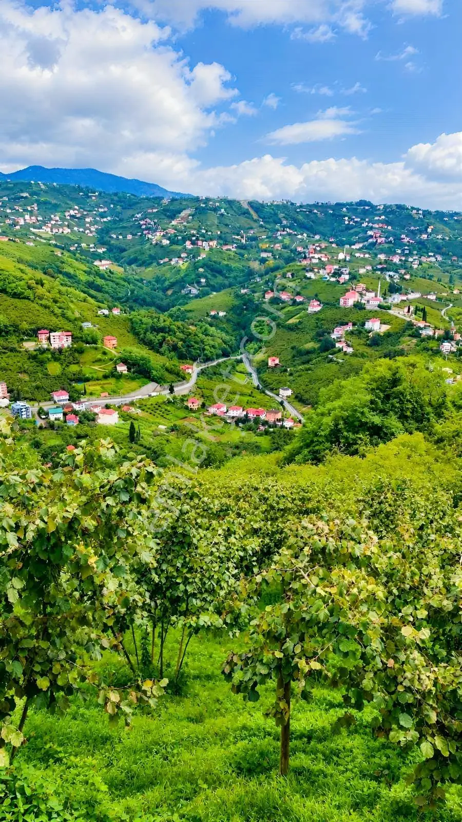 Trabzon Yeşilova Satılık Fındık Bahçesi — fotoğraf 9
