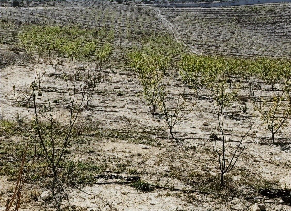 New Form'dan Mut Haydarköy Mahallesi'nde 35779 M2 Satılık Bahçe — fotoğraf 3