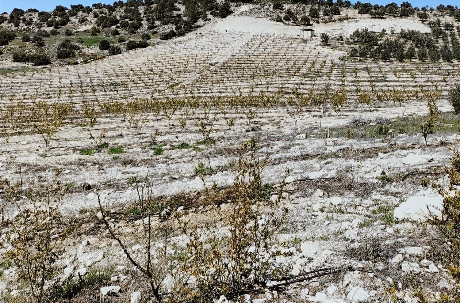 New Form'dan Mut Haydarköy Mahallesi'nde 35779 M2 Satılık Bahçe — fotoğraf 4