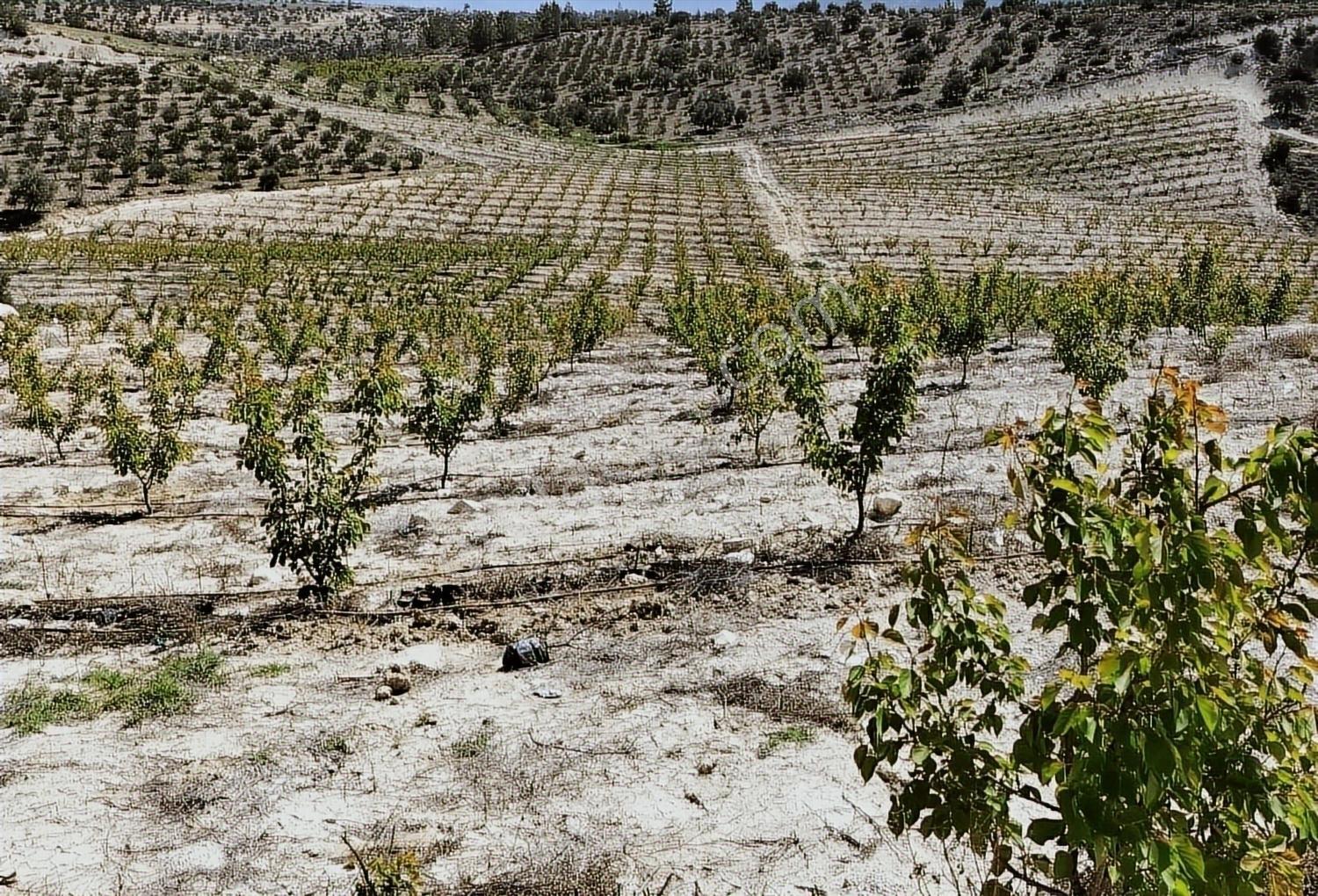 New Form'dan Mut Haydarköy Mahallesi'nde 35779 M2 Satılık Bahçe — fotoğraf 5