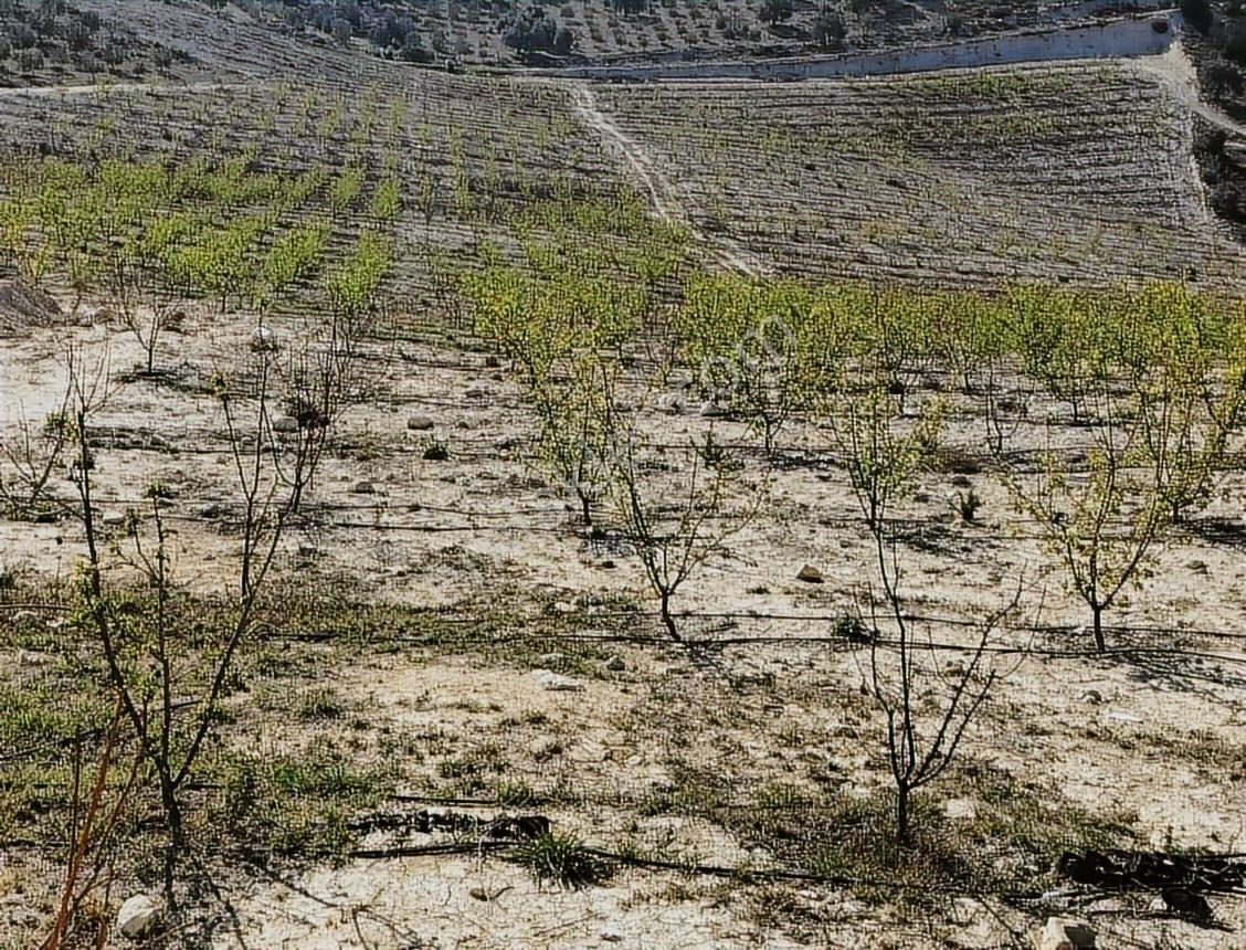 New Form'dan Mut Haydarköy Mahallesi'nde 35779 M2 Satılık Bahçe — fotoğraf 6