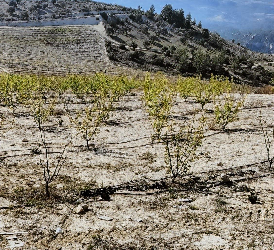 New Form'dan Mut Haydarköy Mahallesi'nde 35779 M2 Satılık Bahçe — fotoğraf 9