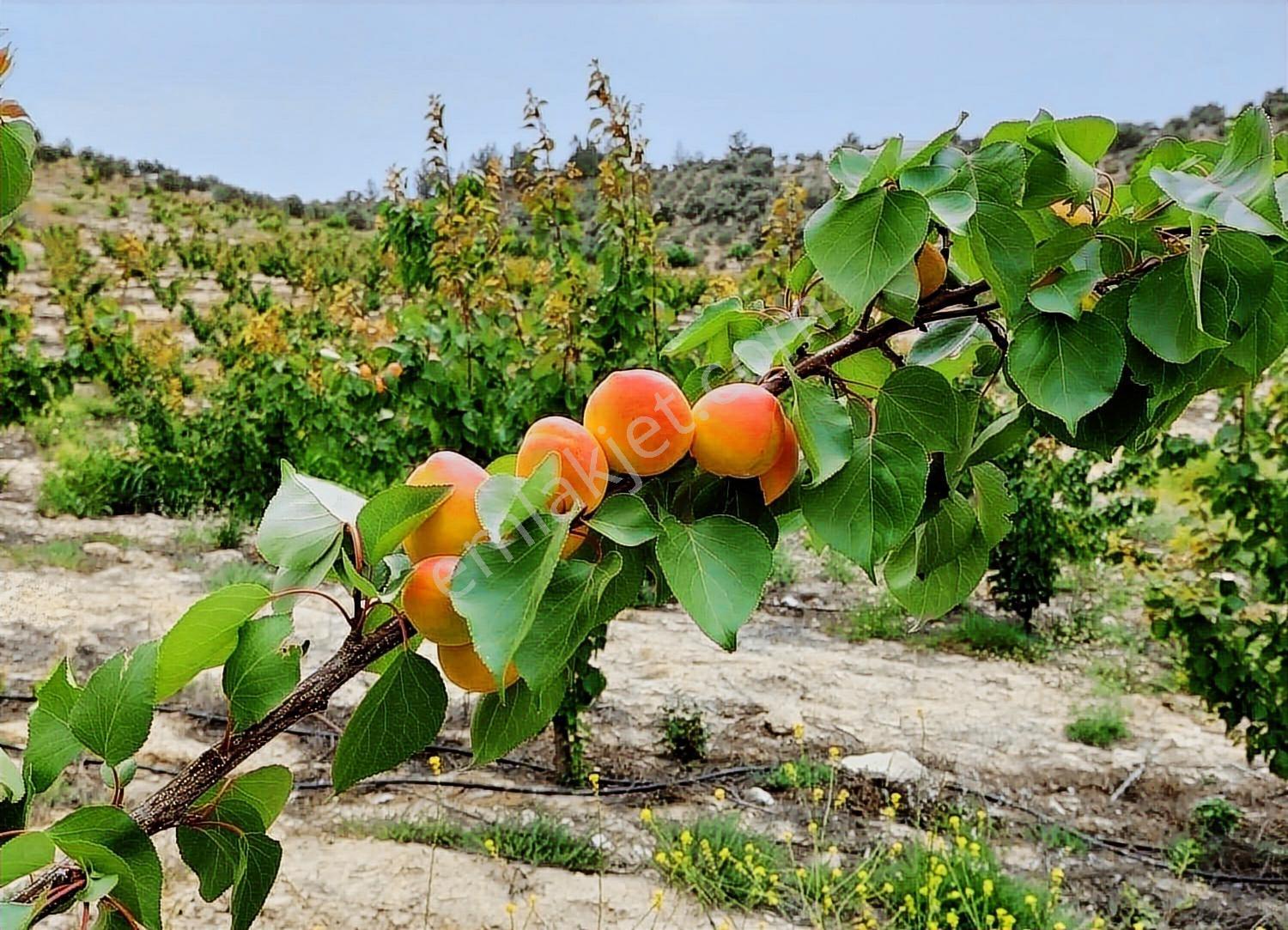 New Form'dan Mut Haydarköy Mahallesi'nde 35779 M2 Satılık Bahçe — fotoğraf 11
