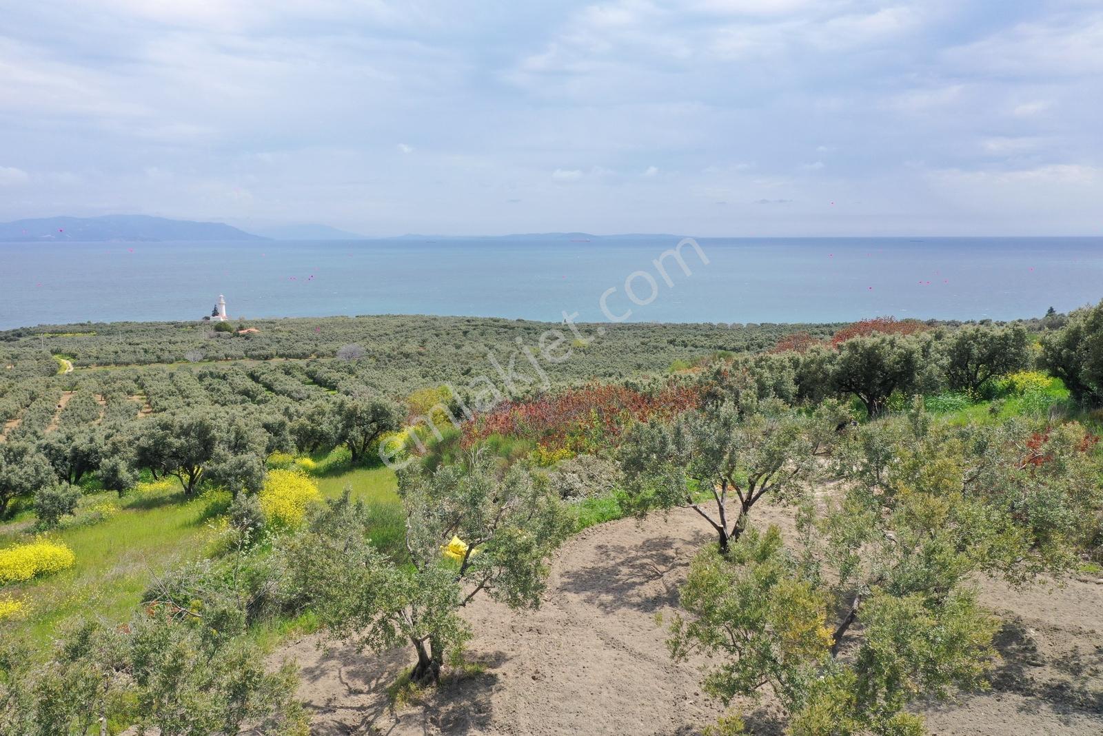 Tekirdağ Şarköy Hoşköy Mah.satılık Deniz Manzaralı Zeytinlik Bağ — fotoğraf 2