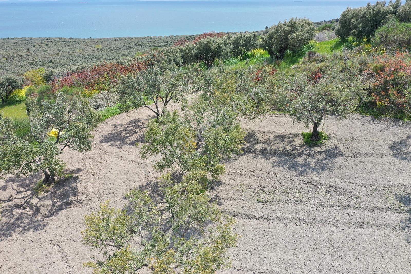 Tekirdağ Şarköy Hoşköy Mah.satılık Deniz Manzaralı Zeytinlik Bağ — fotoğraf 4