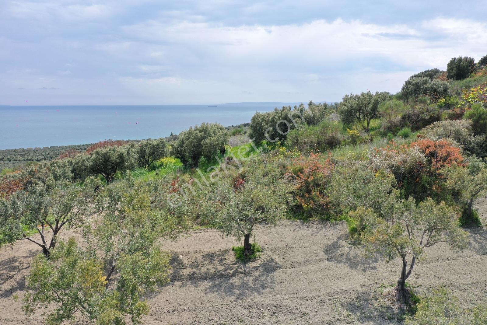 Tekirdağ Şarköy Hoşköy Mah.satılık Deniz Manzaralı Zeytinlik Bağ — fotoğraf 8