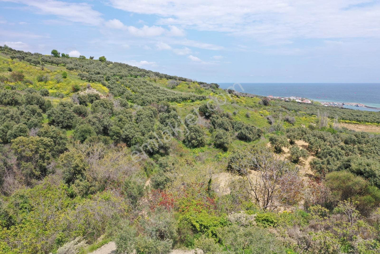 Tekirdağ Şarköy Hoşköy Mah.satılık Deniz Manzaralı Zeytinlik Bağ — fotoğraf 9