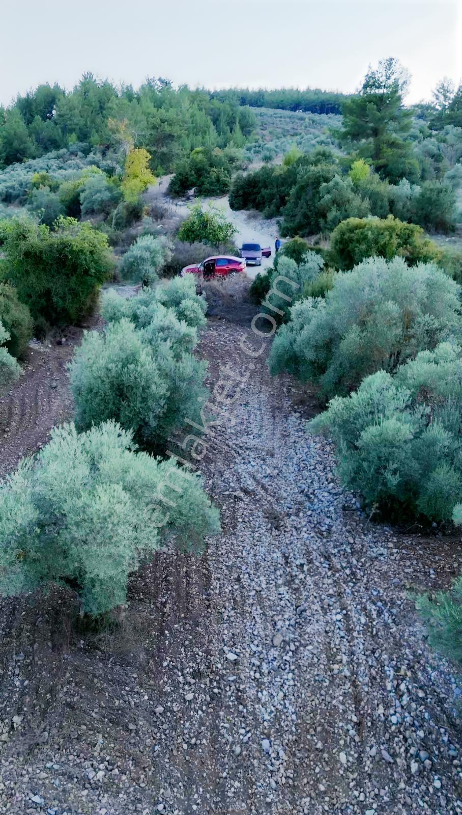 Yeşilyurtta Geleceği Olan Yatırım | Çift Yola Cepheli Zeytinlik — fotoğraf 2