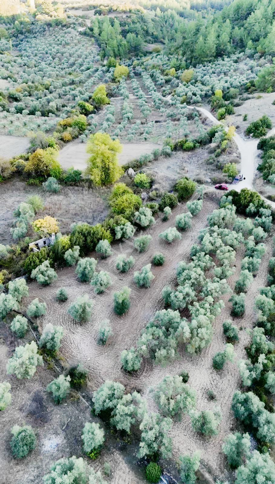 Yeşilyurtta Geleceği Olan Yatırım | Çift Yola Cepheli Zeytinlik — fotoğraf 3