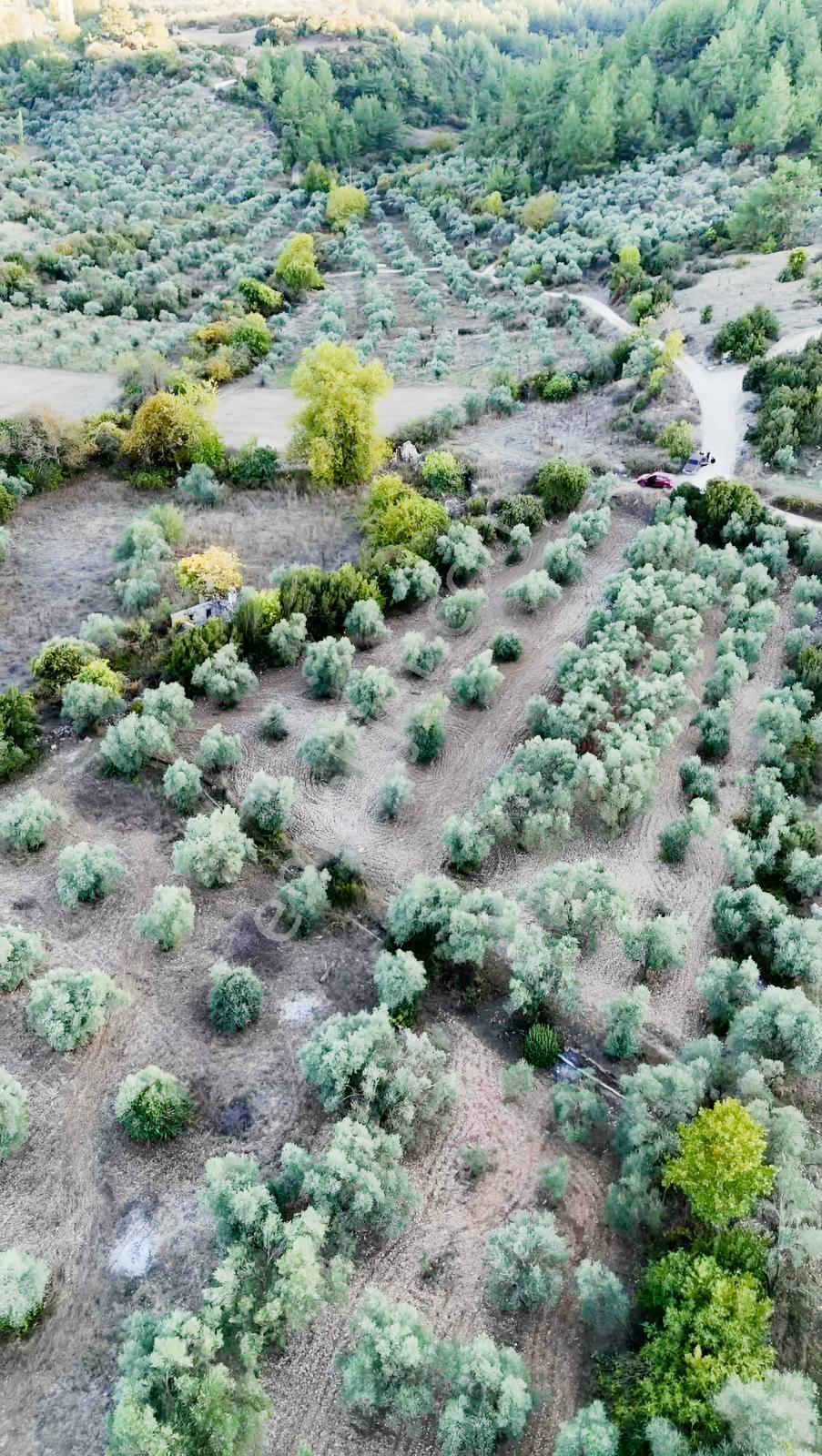 Yeşilyurtta Geleceği Olan Yatırım | Çift Yola Cepheli Zeytinlik — fotoğraf 4