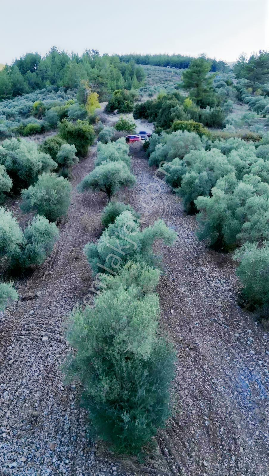 Yeşilyurtta Geleceği Olan Yatırım | Çift Yola Cepheli Zeytinlik — fotoğraf 5